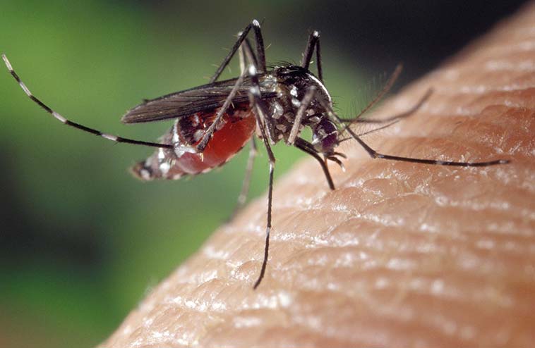 Tropical Diseases