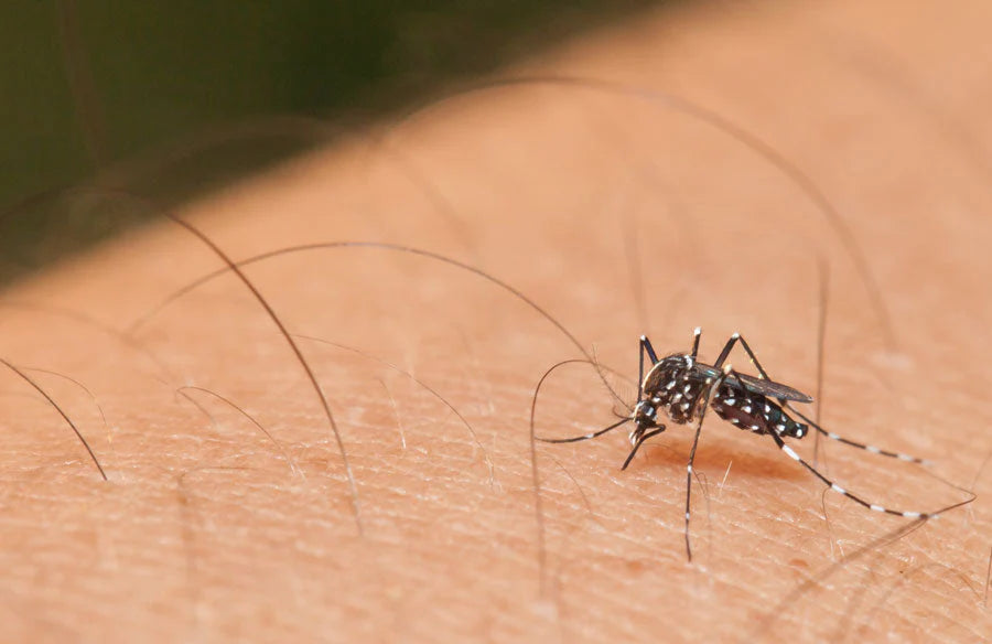 The Zika Virus: What you need to know
